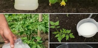 Imaćete mnogo bolji urod – napravite ovo čudo od kvasca i zalivajte paradajz i krastavce Imaćete mnogo bolji urod – napravite ovo čudo od kvasca i zalivajte paradajz i krastavce - featured image