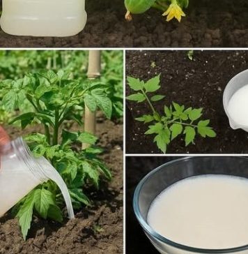 Imaćete mnogo bolji urod – napravite ovo čudo od kvasca i zalivajte paradajz i krastavce Imaćete mnogo bolji urod – napravite ovo čudo od kvasca i zalivajte paradajz i krastavce - featured image