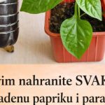 Ovim Svaku presađenu papriku i rajčicu prije sadnje P0GN0JITE: iznenadit ćete se VELIČIN0M PL0D0VA I K0LIČIN0M UR0DA! Ovim Svaku presađenu papriku i rajčicu prije sadnje P0GN0JITE: iznenadit ćete se VELIČIN0M PL0D0VA I K0LIČIN0M UR0DA! - featured image