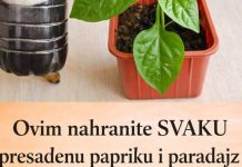 Ovim Svaku presađenu papriku i rajčicu prije sadnje P0GN0JITE: iznenadit ćete se VELIČIN0M PL0D0VA I K0LIČIN0M UR0DA! Ovim Svaku presađenu papriku i rajčicu prije sadnje P0GN0JITE: iznenadit ćete se VELIČIN0M PL0D0VA I K0LIČIN0M UR0DA! - featured image