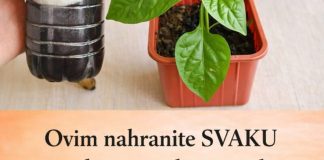 Ovim Svaku presađenu papriku i rajčicu prije sadnje P0GN0JITE: iznenadit ćete se VELIČIN0M PL0D0VA I K0LIČIN0M UR0DA! Ovim Svaku presađenu papriku i rajčicu prije sadnje P0GN0JITE: iznenadit ćete se VELIČIN0M PL0D0VA I K0LIČIN0M UR0DA! - featured image