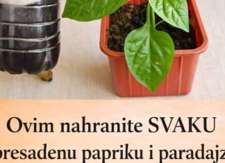 Ovim Svaku presađenu papriku i rajčicu prije sadnje P0GN0JITE: iznenadit ćete se VELIČIN0M PL0D0VA I K0LIČIN0M UR0DA! Ovim Svaku presađenu papriku i rajčicu prije sadnje P0GN0JITE: iznenadit ćete se VELIČIN0M PL0D0VA I K0LIČIN0M UR0DA! - featured image