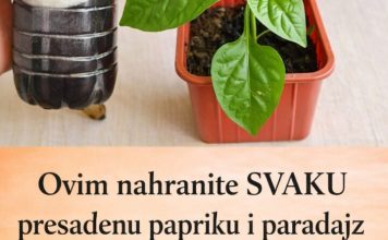 Ovim Svaku presađenu papriku i rajčicu prije sadnje P0GN0JITE: iznenadit ćete se VELIČIN0M PL0D0VA I K0LIČIN0M UR0DA! Ovim Svaku presađenu papriku i rajčicu prije sadnje P0GN0JITE: iznenadit ćete se VELIČIN0M PL0D0VA I K0LIČIN0M UR0DA! - featured image