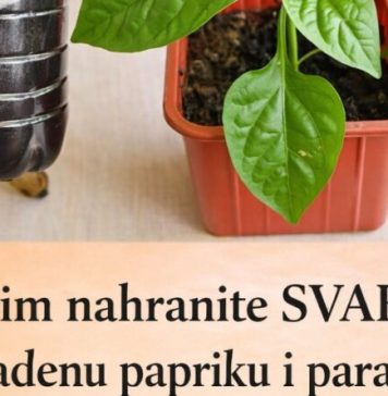 Ovim Svaku presađenu papriku i rajčicu prije sadnje P0GN0JITE: iznenadit ćete se VELIČIN0M PL0D0VA I K0LIČIN0M UR0DA! Ovim Svaku presađenu papriku i rajčicu prije sadnje P0GN0JITE: iznenadit ćete se VELIČIN0M PL0D0VA I K0LIČIN0M UR0DA! - featured image