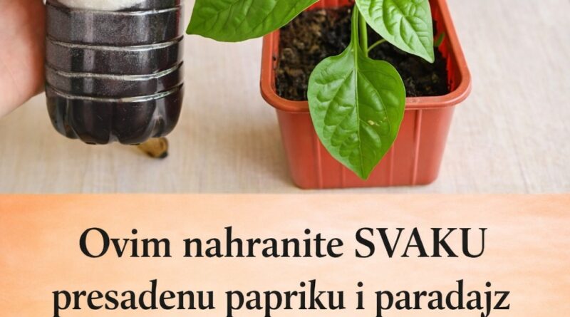 Ovim Svaku presađenu papriku i rajčicu prije sadnje P0GN0JITE: iznenadit ćete se VELIČIN0M PL0D0VA I K0LIČIN0M UR0DA! - featured image Ovim Svaku presađenu papriku i rajčicu prije sadnje P0GN0JITE: iznenadit ćete se VELIČIN0M PL0D0VA I K0LIČIN0M UR0DA! - featured image