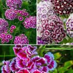 ZABORAVLJENI CVIJET IZ NAŠIH BAŠTI! 🌸 Nekad ga je imala svaka kuća u Jugoslaviji – a nema otpornije biljke od ove! ZABORAVLJENI CVIJET IZ NAŠIH BAŠTI! 🌸 Nekad ga je imala svaka kuća u Jugoslaviji – a nema otpornije biljke od ove! - featured image