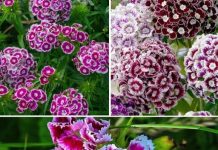 ZABORAVLJENI CVIJET IZ NAŠIH BAŠTI! 🌸 Nekad ga je imala svaka kuća u Jugoslaviji – a nema otpornije biljke od ove! ZABORAVLJENI CVIJET IZ NAŠIH BAŠTI! 🌸 Nekad ga je imala svaka kuća u Jugoslaviji – a nema otpornije biljke od ove! - featured image