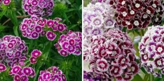 ZABORAVLJENI CVIJET IZ NAŠIH BAŠTI! 🌸 Nekad ga je imala svaka kuća u Jugoslaviji – a nema otpornije biljke od ove! ZABORAVLJENI CVIJET IZ NAŠIH BAŠTI! 🌸 Nekad ga je imala svaka kuća u Jugoslaviji – a nema otpornije biljke od ove! - featured image