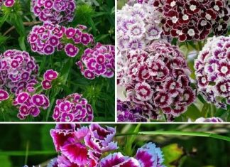 ZABORAVLJENI CVIJET IZ NAŠIH BAŠTI! 🌸 Nekad ga je imala svaka kuća u Jugoslaviji – a nema otpornije biljke od ove! ZABORAVLJENI CVIJET IZ NAŠIH BAŠTI! 🌸 Nekad ga je imala svaka kuća u Jugoslaviji – a nema otpornije biljke od ove! - featured image