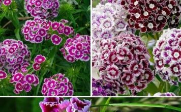 ZABORAVLJENI CVIJET IZ NAŠIH BAŠTI! 🌸 Nekad ga je imala svaka kuća u Jugoslaviji – a nema otpornije biljke od ove! ZABORAVLJENI CVIJET IZ NAŠIH BAŠTI! 🌸 Nekad ga je imala svaka kuća u Jugoslaviji – a nema otpornije biljke od ove! - featured image