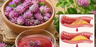 Crvena djetelina: 15 nevjerovatnih koristi i kako koristiti ovu ljekovitu biljku Crvena djetelina: 15 nevjerovatnih koristi i kako koristiti ovu ljekovitu biljku - featured image