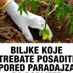 BILJKE KOJE TREBATE POSADITI PORED PARADAJZA DA DOBIJETE VIŠE PLODOVA! BILJKE KOJE TREBATE POSADITI PORED PARADAJZA DA DOBIJETE VIŠE PLODOVA! - featured image
