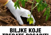 BILJKE KOJE TREBATE POSADITI PORED PARADAJZA DA DOBIJETE VIŠE PLODOVA! BILJKE KOJE TREBATE POSADITI PORED PARADAJZA DA DOBIJETE VIŠE PLODOVA! - featured image
