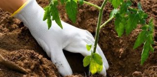 BILJKE KOJE TREBATE POSADITI PORED PARADAJZA DA DOBIJETE VIŠE PLODOVA! BILJKE KOJE TREBATE POSADITI PORED PARADAJZA DA DOBIJETE VIŠE PLODOVA! - featured image