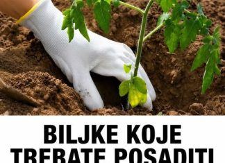 BILJKE KOJE TREBATE POSADITI PORED PARADAJZA DA DOBIJETE VIŠE PLODOVA! BILJKE KOJE TREBATE POSADITI PORED PARADAJZA DA DOBIJETE VIŠE PLODOVA! - featured image
