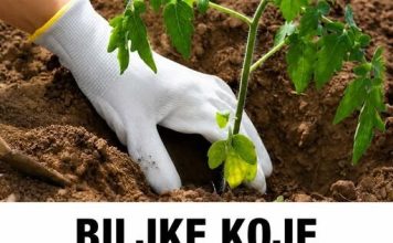 BILJKE KOJE TREBATE POSADITI PORED PARADAJZA DA DOBIJETE VIŠE PLODOVA! BILJKE KOJE TREBATE POSADITI PORED PARADAJZA DA DOBIJETE VIŠE PLODOVA! - featured image