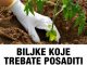 BILJKE KOJE TREBATE POSADITI PORED PARADAJZA DA DOBIJETE VIŠE PLODOVA! BILJKE KOJE TREBATE POSADITI PORED PARADAJZA DA DOBIJETE VIŠE PLODOVA! - featured image