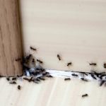 Hvala komšiji na ovom GENIJALNOM triku! Mravi nestaju iz kuće za tren – evo kako 🐜🚫 Hvala komšiji na ovom GENIJALNOM triku! Mravi nestaju iz kuće za tren – evo kako 🐜🚫 - featured image