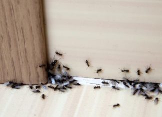 Hvala komšiji na ovom GENIJALNOM triku! Mravi nestaju iz kuće za tren – evo kako 🐜🚫 Hvala komšiji na ovom GENIJALNOM triku! Mravi nestaju iz kuće za tren – evo kako 🐜🚫 - featured image