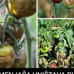 PLAMENJAČA UNIŠTAVA PLOD I SAV VAŠ TRUD: Evo kako možete da zaštite povrće…JEDNOSTAVAN TRIK PLAMENJAČA UNIŠTAVA PLOD I SAV VAŠ TRUD: Evo kako možete da zaštite povrće…JEDNOSTAVAN TRIK - featured image