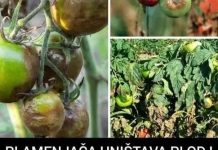 PLAMENJAČA UNIŠTAVA PLOD I SAV VAŠ TRUD: Evo kako možete da zaštite povrće…JEDNOSTAVAN TRIK PLAMENJAČA UNIŠTAVA PLOD I SAV VAŠ TRUD: Evo kako možete da zaštite povrće…JEDNOSTAVAN TRIK - featured image
