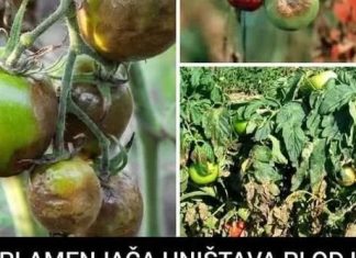 PLAMENJAČA UNIŠTAVA PLOD I SAV VAŠ TRUD: Evo kako možete da zaštite povrće…JEDNOSTAVAN TRIK PLAMENJAČA UNIŠTAVA PLOD I SAV VAŠ TRUD: Evo kako možete da zaštite povrće…JEDNOSTAVAN TRIK - featured image