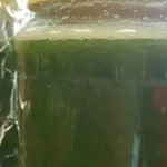 Med od čuvarkuće liječi cijelo tijelo, evo kako da ga napravite: brzo zapišite recept, izvlači sva oboljenja Med od čuvarkuće liječi cijelo tijelo, evo kako da ga napravite: brzo zapišite recept, izvlači sva oboljenja - featured image