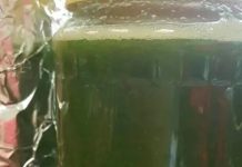 Med od čuvarkuće liječi cijelo tijelo, evo kako da ga napravite: brzo zapišite recept, izvlači sva oboljenja Med od čuvarkuće liječi cijelo tijelo, evo kako da ga napravite: brzo zapišite recept, izvlači sva oboljenja - featured image
