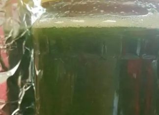 Med od čuvarkuće liječi cijelo tijelo, evo kako da ga napravite: brzo zapišite recept, izvlači sva oboljenja Med od čuvarkuće liječi cijelo tijelo, evo kako da ga napravite: brzo zapišite recept, izvlači sva oboljenja - featured image