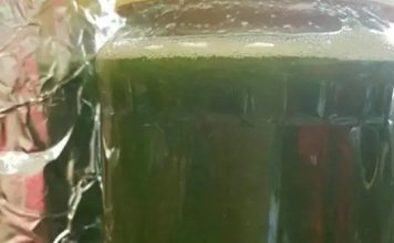 Med od čuvarkuće liječi cijelo tijelo, evo kako da ga napravite: brzo zapišite recept, izvlači sva oboljenja Med od čuvarkuće liječi cijelo tijelo, evo kako da ga napravite: brzo zapišite recept, izvlači sva oboljenja - featured image