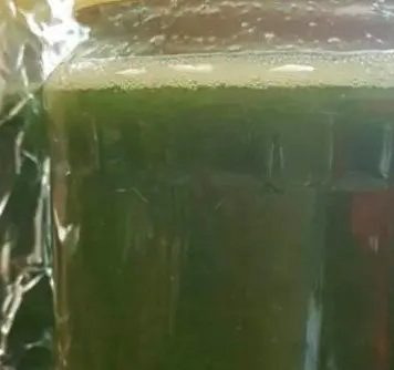 Med od čuvarkuće liječi cijelo tijelo, evo kako da ga napravite: brzo zapišite recept, izvlači sva oboljenja Med od čuvarkuće liječi cijelo tijelo, evo kako da ga napravite: brzo zapišite recept, izvlači sva oboljenja - featured image