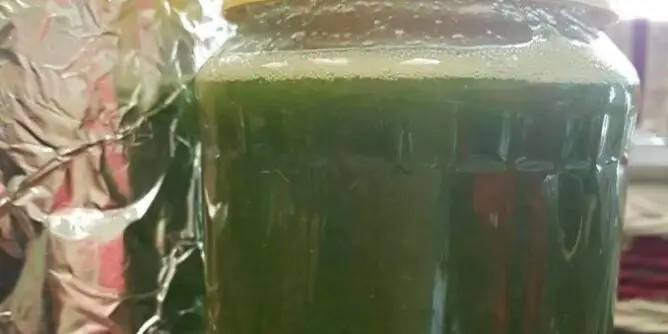 Med od čuvarkuće liječi cijelo tijelo, evo kako da ga napravite: brzo zapišite recept, izvlači sva oboljenja - featured image Med od čuvarkuće liječi cijelo tijelo, evo kako da ga napravite: brzo zapišite recept, izvlači sva oboljenja - featured image