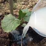 DAJTE OBIČNU SODU KRASTAVCIMA Doslovno rastu pred očima i rađaju mnogo više. Ovo je tajna obilne žetve! DAJTE OBIČNU SODU KRASTAVCIMA Doslovno rastu pred očima i rađaju mnogo više. Ovo je tajna obilne žetve! - featured image