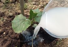 DAJTE OBIČNU SODU KRASTAVCIMA Doslovno rastu pred očima i rađaju mnogo više. Ovo je tajna obilne žetve! DAJTE OBIČNU SODU KRASTAVCIMA Doslovno rastu pred očima i rađaju mnogo više. Ovo je tajna obilne žetve! - featured image