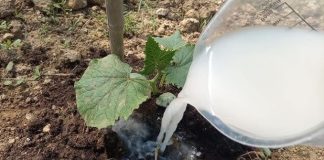 DAJTE OBIČNU SODU KRASTAVCIMA Doslovno rastu pred očima i rađaju mnogo više. Ovo je tajna obilne žetve! DAJTE OBIČNU SODU KRASTAVCIMA Doslovno rastu pred očima i rađaju mnogo više. Ovo je tajna obilne žetve! - featured image