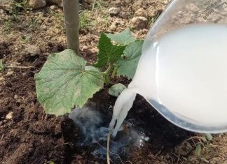 DAJTE OBIČNU SODU KRASTAVCIMA Doslovno rastu pred očima i rađaju mnogo više. Ovo je tajna obilne žetve! DAJTE OBIČNU SODU KRASTAVCIMA Doslovno rastu pred očima i rađaju mnogo više. Ovo je tajna obilne žetve! - featured image