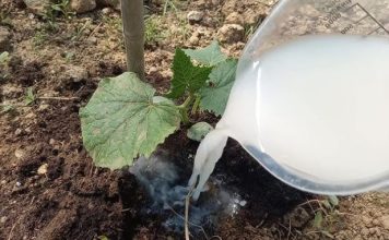DAJTE OBIČNU SODU KRASTAVCIMA Doslovno rastu pred očima i rađaju mnogo više. Ovo je tajna obilne žetve! DAJTE OBIČNU SODU KRASTAVCIMA Doslovno rastu pred očima i rađaju mnogo više. Ovo je tajna obilne žetve! - featured image