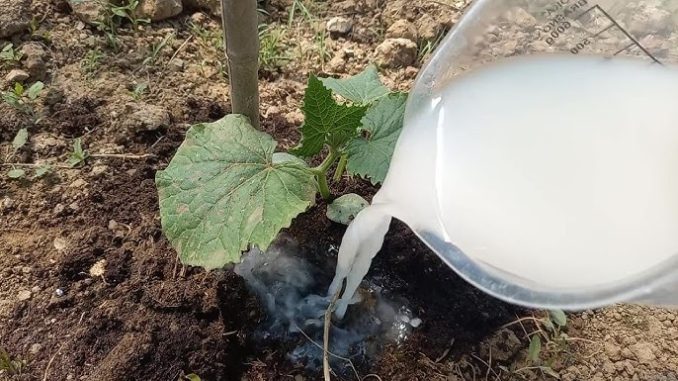 DAJTE OBIČNU SODU KRASTAVCIMA Doslovno rastu pred očima i rađaju mnogo više. Ovo je tajna obilne žetve! - featured image DAJTE OBIČNU SODU KRASTAVCIMA Doslovno rastu pred očima i rađaju mnogo više. Ovo je tajna obilne žetve! - featured image