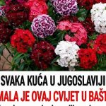 SVAKA KUĆA U JUGOSLAVIJI IMALA JE OVAJ CVIJET U BAŠTI: A onda smo svi zaboravili na njega – nema otpornije biljke od OVE SVAKA KUĆA U JUGOSLAVIJI IMALA JE OVAJ CVIJET U BAŠTI: A onda smo svi zaboravili na njega – nema otpornije biljke od OVE - featured image