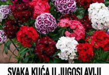 SVAKA KUĆA U JUGOSLAVIJI IMALA JE OVAJ CVIJET U BAŠTI: A onda smo svi zaboravili na njega – nema otpornije biljke od OVE SVAKA KUĆA U JUGOSLAVIJI IMALA JE OVAJ CVIJET U BAŠTI: A onda smo svi zaboravili na njega – nema otpornije biljke od OVE - featured image