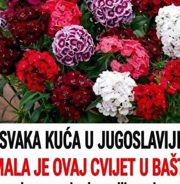 SVAKA KUĆA U JUGOSLAVIJI IMALA JE OVAJ CVIJET U BAŠTI: A onda smo svi zaboravili na njega – nema otpornije biljke od OVE SVAKA KUĆA U JUGOSLAVIJI IMALA JE OVAJ CVIJET U BAŠTI: A onda smo svi zaboravili na njega – nema otpornije biljke od OVE - featured image