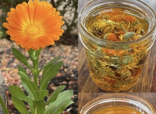 🌼 TEČNO ZLATO – ULJE NEVENA✨ Jedno od najcjenjenijih ulja: 12 razloga zašto je neven izuzetno koristan za kožu, zdravlje i opću njegu! - featured image 🌼 TEČNO ZLATO – ULJE NEVENA✨ Jedno od najcjenjenijih ulja: 12 razloga zašto je neven izuzetno koristan za kožu, zdravlje i opću njegu! - featured image