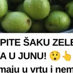 SKUPITE ŠAKU ZELENIH ORAHA U JUNU! 😲👆Mnogi ih imaju u vrtu i nemaju pojma što ovi zeleni plodovi mogu učiniti. Ne čekajte da sazru! SKUPITE ŠAKU ZELENIH ORAHA U JUNU! 😲👆Mnogi ih imaju u vrtu i nemaju pojma što ovi zeleni plodovi mogu učiniti. Ne čekajte da sazru! - featured image