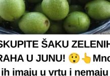 SKUPITE ŠAKU ZELENIH ORAHA U JUNU! 😲👆Mnogi ih imaju u vrtu i nemaju pojma što ovi zeleni plodovi mogu učiniti. Ne čekajte da sazru! SKUPITE ŠAKU ZELENIH ORAHA U JUNU! 😲👆Mnogi ih imaju u vrtu i nemaju pojma što ovi zeleni plodovi mogu učiniti. Ne čekajte da sazru! - featured image