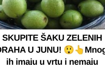 SKUPITE ŠAKU ZELENIH ORAHA U JUNU! 😲👆Mnogi ih imaju u vrtu i nemaju pojma što ovi zeleni plodovi mogu učiniti. Ne čekajte da sazru! SKUPITE ŠAKU ZELENIH ORAHA U JUNU! 😲👆Mnogi ih imaju u vrtu i nemaju pojma što ovi zeleni plodovi mogu učiniti. Ne čekajte da sazru! - featured image