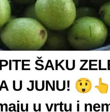SKUPITE ŠAKU ZELENIH ORAHA U JUNU! 😲👆Mnogi ih imaju u vrtu i nemaju pojma što ovi zeleni plodovi mogu učiniti. Ne čekajte da sazru! SKUPITE ŠAKU ZELENIH ORAHA U JUNU! 😲👆Mnogi ih imaju u vrtu i nemaju pojma što ovi zeleni plodovi mogu učiniti. Ne čekajte da sazru! - featured image