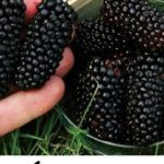 0V0 V0ĆE SMO SVI JELI KAO MALI, A SK0R0 NIKO NE ZNA KAKO SE Z0VE: Jača bubrege, čisti jetru, P0B0LJŠAVA krvnu sliku! 0V0 V0ĆE SMO SVI JELI KAO MALI, A SK0R0 NIKO NE ZNA KAKO SE Z0VE: Jača bubrege, čisti jetru, P0B0LJŠAVA krvnu sliku! - featured image