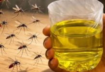 Muče vas muhe, komarci i insekti? Evo trika koji ih uklanja bez da potrošite ijednu marku! Muče vas muhe, komarci i insekti? Evo trika koji ih uklanja bez da potrošite ijednu marku! - featured image