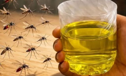 Muče vas muhe, komarci i insekti? Evo trika koji ih uklanja bez da potrošite ijednu marku! - featured image Muče vas muhe, komarci i insekti? Evo trika koji ih uklanja bez da potrošite ijednu marku! - featured image