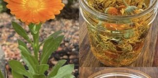 🌼 TEČNO ZLATO – ULJE NEVENA✨ Jedno od najcjenjenijih ulja: 12 razloga zašto je neven izuzetno koristan za kožu, zdravlje i opću njegu! 🌼 TEČNO ZLATO – ULJE NEVENA✨ Jedno od najcjenjenijih ulja: 12 razloga zašto je neven izuzetno koristan za kožu, zdravlje i opću njegu! - featured image